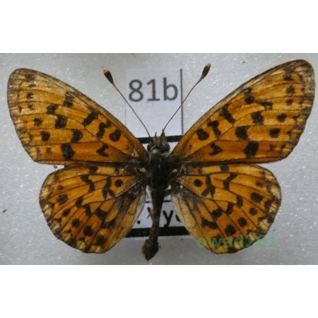 Boloria selene (Denis & Schiffermüller, 1775) male Czech81b